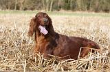 SETTER IRLANDAIS 376